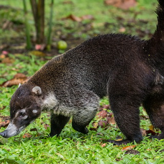 Arenal - Hanging Bridges - Coati
